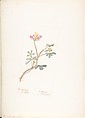 Album of American Wildflower Watercolors, Margaret Neilson Armstrong (American, New York 1867–1944 New York), Watercolor over graphite with brown ink