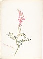 Album of American Wildflower Watercolors, Margaret Neilson Armstrong (American, New York 1867–1944 New York), Watercolor over graphite with brown ink