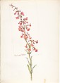 Album of American Wildflower Watercolors, Margaret Neilson Armstrong (American, New York 1867–1944 New York), Watercolor over graphite with brown ink