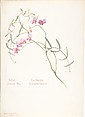 Album of American Wildflower Watercolors, Margaret Neilson Armstrong (American, New York 1867–1944 New York), Watercolor over graphite with brown ink
