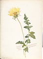 Album of American Wildflower Watercolors, Margaret Neilson Armstrong (American, New York 1867–1944 New York), Watercolor over graphite with brown ink