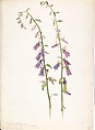 Album of American Wildflower Watercolors, Margaret Neilson Armstrong (American, New York 1867–1944 New York), Watercolor over graphite with brown ink
