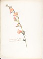 Album of American Wildflower Watercolors, Margaret Neilson Armstrong (American, New York 1867–1944 New York), Watercolor over graphite with brown ink