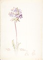Album of American Wildflower Watercolors, Margaret Neilson Armstrong (American, New York 1867–1944 New York), Watercolor over graphite with brown ink