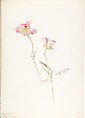 Album of American Wildflower Watercolors, Margaret Neilson Armstrong (American, New York 1867–1944 New York), Watercolor over graphite with brown ink