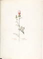 Album of American Wildflower Watercolors, Margaret Neilson Armstrong (American, New York 1867–1944 New York), Watercolor over graphite with brown ink