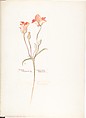 Album of American Wildflower Watercolors, Margaret Neilson Armstrong (American, New York 1867–1944 New York), Watercolor over graphite with brown ink
