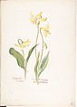 Album of American Wildflower Watercolors, Margaret Neilson Armstrong (American, New York 1867–1944 New York), Watercolor over graphite with brown ink