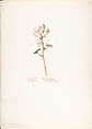 Album of American Wildflower Watercolors, Margaret Neilson Armstrong (American, New York 1867–1944 New York), Watercolor over graphite with brown ink