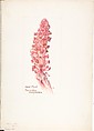 Album of American Wildflower Watercolors, Margaret Neilson Armstrong (American, New York 1867–1944 New York), Watercolor over graphite with brown ink