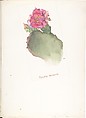Album of American Wildflower Watercolors, Margaret Neilson Armstrong (American, New York 1867–1944 New York), Watercolor over graphite with brown ink