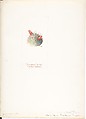 Album of American Wildflower Watercolors, Margaret Neilson Armstrong (American, New York 1867–1944 New York), Watercolor over graphite with brown ink