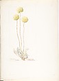 Butter Balls (Eriogonum Orthocaulon), Margaret Neilson Armstrong (American, New York 1867–1944 New York), Watercolor and brown ink over graphite, with page design indicated in graphite