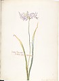 Album of American Wildflower Watercolors, Margaret Neilson Armstrong (American, New York 1867–1944 New York), Watercolor over graphite with brown ink