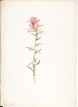 Album of American Wildflower Watercolors, Margaret Neilson Armstrong (American, New York 1867–1944 New York), Watercolor over graphite with brown ink