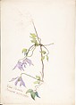 Album of American Wildflower Watercolors, Margaret Neilson Armstrong (American, New York 1867–1944 New York), Watercolor over graphite with brown ink