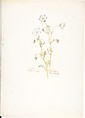 Album of American Wildflower Watercolors, Margaret Neilson Armstrong (American, New York 1867–1944 New York), Watercolor over graphite with brown ink