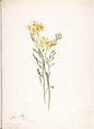 Greenstem Paperflower (Psilostrophe Sparsiflora), Margaret Neilson Armstrong American, Watercolor and brown ink over graphite, with page design indicated in graphite
