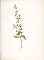 Grinnell's Beardtongue (Penstemon Grinnellii), Margaret Neilson Armstrong American, Watercolor and brown ink over graphite with detail in graphite
