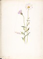 Xylorhiza Tortifolia, Margaret Neilson Armstrong  American, Watercolor and brown ink over graphite, with page design indicated in graphite