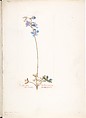 Foothills Larkspur (Delphinium Scaposum), Margaret Neilson Armstrong  American, Watercolor and brown ink over graphite, with page design indicated in graphite