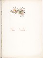 Easter Daisy (Townsendia Exscapa), Margaret Neilson Armstrong American, Watercolor and brown ink over graphite, with page design indicated in graphite