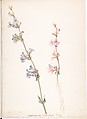 Penstemon Watsonii Gray, Margaret Neilson Armstrong American, Watercolor and brown ink over graphite