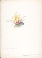 Barrel Cactus (Ferocactus Wislizeni), Margaret Neilson Armstrong  American, Watercolor and brown ink over graphite