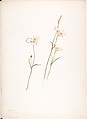 Sego Lilies (Chalocortus Nutallii), Margaret Neilson Armstrong  American, Watercolor and brown ink over graphite