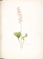 Pink Pyrola (Pyrola Asarifolia), Margaret Neilson Armstrong  American, Watercolor and brown ink over graphite, with page design indicated in graphite