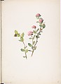 Spiraea, Margaret Neilson Armstrong  American, Watercolor and brown ink over graphite