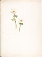 Globe Flower (Trollius laxus), Margaret Neilson Armstrong  American, Watercolor and brown ink over graphite, with page design indicated in graphite
