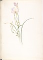 Calochortus Nuttalli, Margaret Neilson Armstrong  American, Watercolor and brown ink over graphite, with page design indicated in graphite