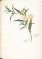 Bush Monkey-Flower (Diplacus Longiflorus), Margaret Neilson Armstrong American, Watercolor and brown ink over graphite, with page design indicated in graphite