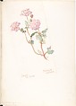 Sand Verbena (Abronia Villosa), Margaret Neilson Armstrong  American, Watercolor and brown ink over graphite, with page design indicated in graphite
