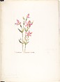 Cancalaqua (Erythraea Venusta), Margaret Neilson Armstrong American, Watercolor and brown ink over graphite, with page design indicated in graphite