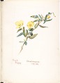 Bush Poppy (Dendromecon Rigida), Margaret Neilson Armstrong American, Watercolor and brown ink over graphite, with page design indicated in graphite