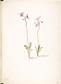 Small Shooting Star (Dodecatheon Pauciflorum), Margaret Neilson Armstrong American, Watercolor and brown ink over graphite, with page design indicated in graphite