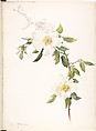 Cherokee Rose (Rosa laevigata), Margaret Neilson Armstrong American, Watercolor and brown ink over graphite
