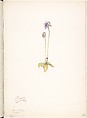 Blue Butterwort (Pinguicula Caerulea), Margaret Neilson Armstrong  American, Watercolor and brown ink over graphite, with details in brown ink
