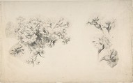 Studies of Flowers, Anonymous, French, 18th century, Graphite
