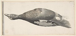 Dead Duck, Count Giorgio Durante (Duranti)  Italian, Watercolor; fragment of double framing lines in pen and black ink at left