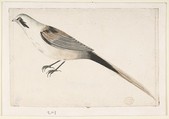 Long-Tailed Bird Seen in Profile, Count Giorgio Durante (Duranti)  Italian, Watercolor over graphite