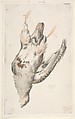 A Dead Bird (Quail?) Seen from Below, Count Giorgio Durante (Duranti)  Italian, Watercolor over graphite