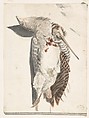 Two Dead Birds (A Quail and a Long-Beaked Bird), Count Giorgio Durante (Duranti)  Italian, Watercolour over graphite; fragment of double framing lines in pen and black ink at bottom