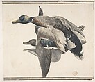 Two Dead Ducks, Count Giorgio Durante (Duranti)  Italian, Watercolor over graphite; fragment of double framing lines in pen and brown ink at top and bottom