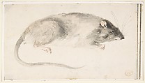 A Rat Seen in Profile, Count Giorgio Durante (Duranti) (Italian, Palazzolo (?) 1685–1755 Palazzolo), Brush with gray, brown, and light pink wash over traces of graphite. Traces of framing lines in pen and black ink at right edge