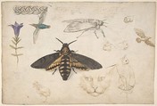 Studies of a Gentian, Moth, Birds, Cats, Interlacing Motif, and Greek Frets (recto); Ornamental Studies with Figures (verso), Giorgio di Giovanni (