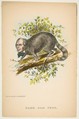 Same Old Coon (Henry Clay), from "The Comic Natural History of the Human Race", Henry Louis Stephens  American, Color lithograph with watercolor and gum