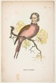 Sun Bird (James S. Wallace), from "The Comic Natural History of the Human Race", Henry Louis Stephens  American, Color lithograph with watercolor and gum